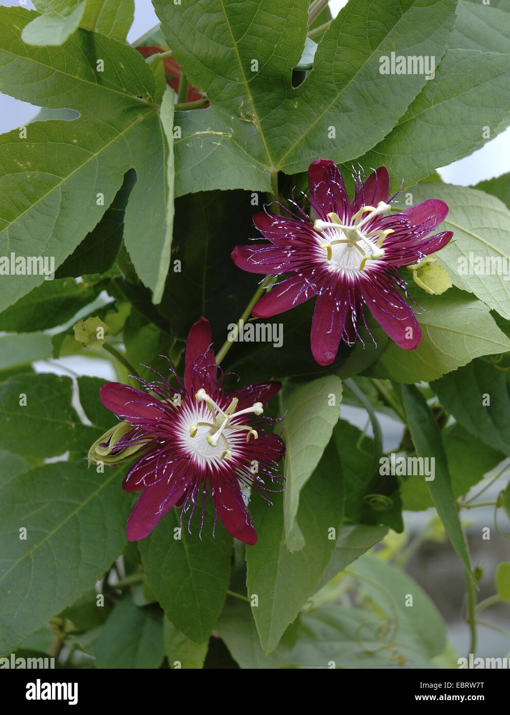 Fiore della passione (Passiflora spec.), con fiori cremisi Foto Stock