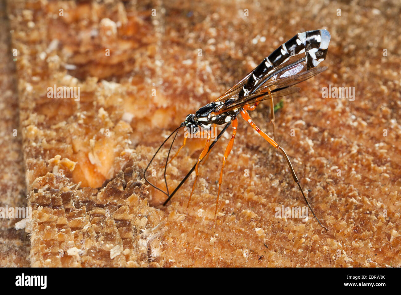 Ichneumon gigante, Sabre Wasp, Grandi ichneumon wasp (Rhyssa persuasoria), femmina perforazione, Germania Foto Stock