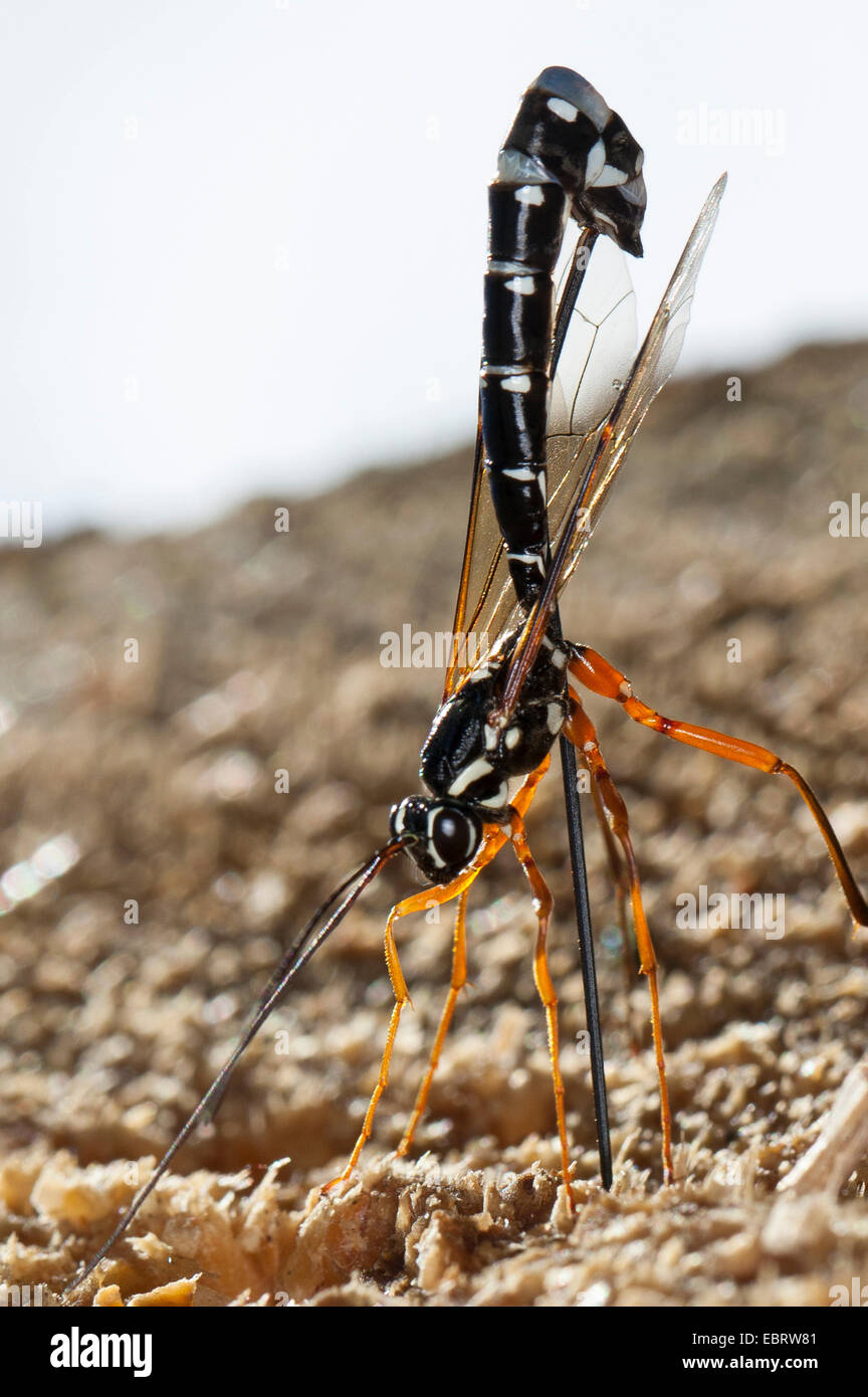 Ichneumon gigante, Sabre Wasp, Grandi ichneumon wasp (Rhyssa persuasoria), femmina perforazione, Germania Foto Stock