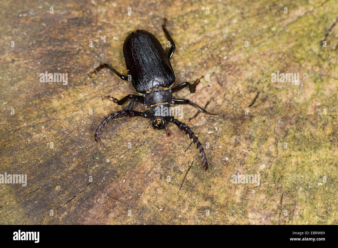 Prionus longhorn beetle, maggiore British longhorn, Tanner, Il sawyer (Prionus coriarius), maschio su un moncone, Germania Foto Stock