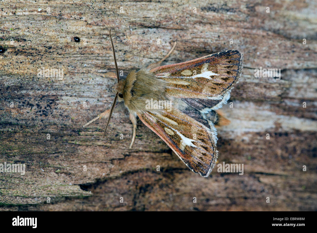 Corna tarma Owlet falene (Cerapteryx graminis), su deadwood, Germania Foto Stock