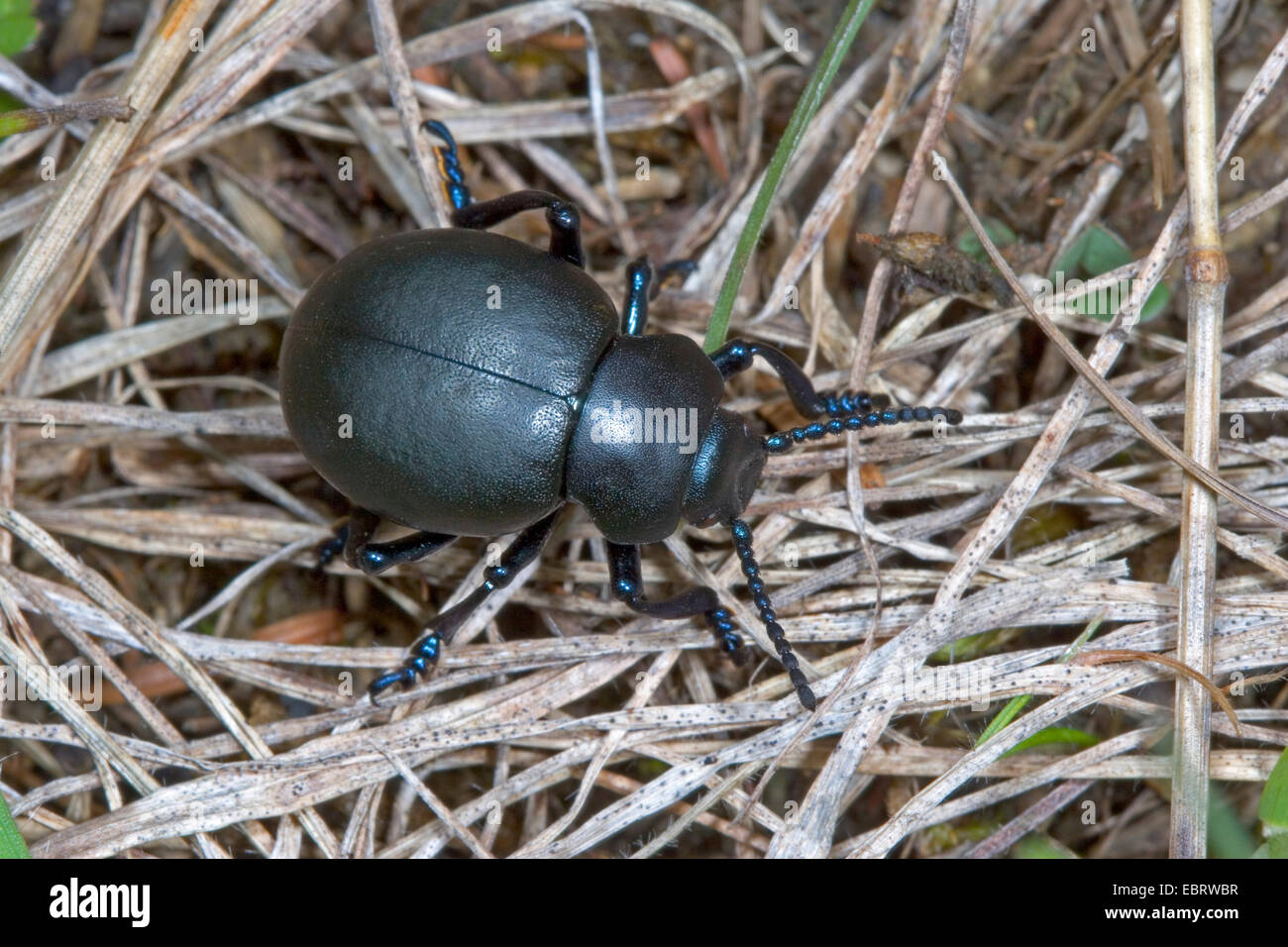Sanguinosa naso-beetle (Timarcha tenebricosa), su erba secca Foto Stock