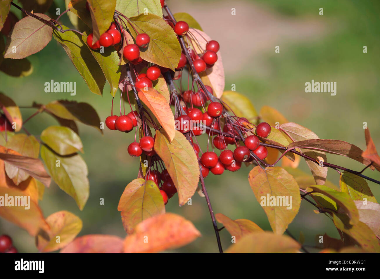 Apple ornamentali tree (Malus 'Robinson', Malus Robinson), cultivar Robinson Foto Stock