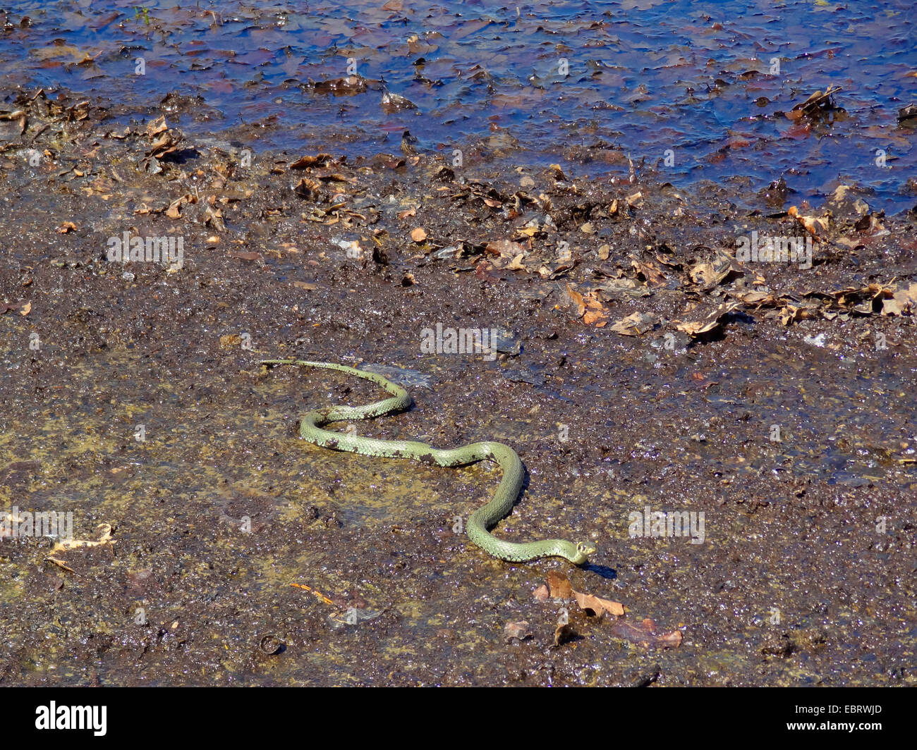 Biscia dal collare (Natrix natrix), avvolgimento attraverso il fogliame sludgy sul lungolago, Germania, Sassonia Foto Stock