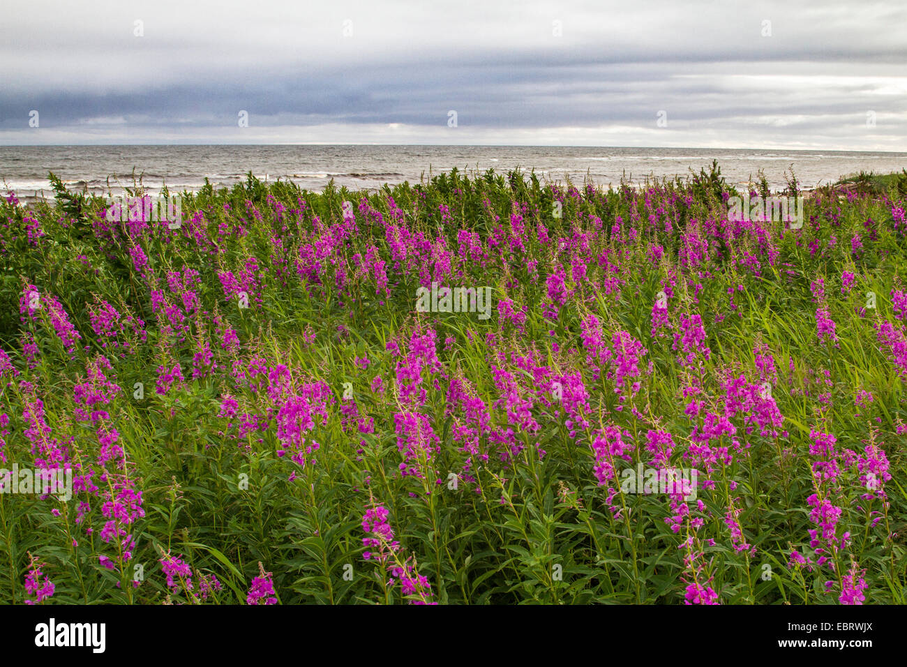 Fireweed, fioritura sally, Rosebay willow-erba, grande willow-herb (Epilobium angustifolium, Chamerion angustifolium), bluehend presso la costa, Russia, Kola, Mare Bianco Foto Stock