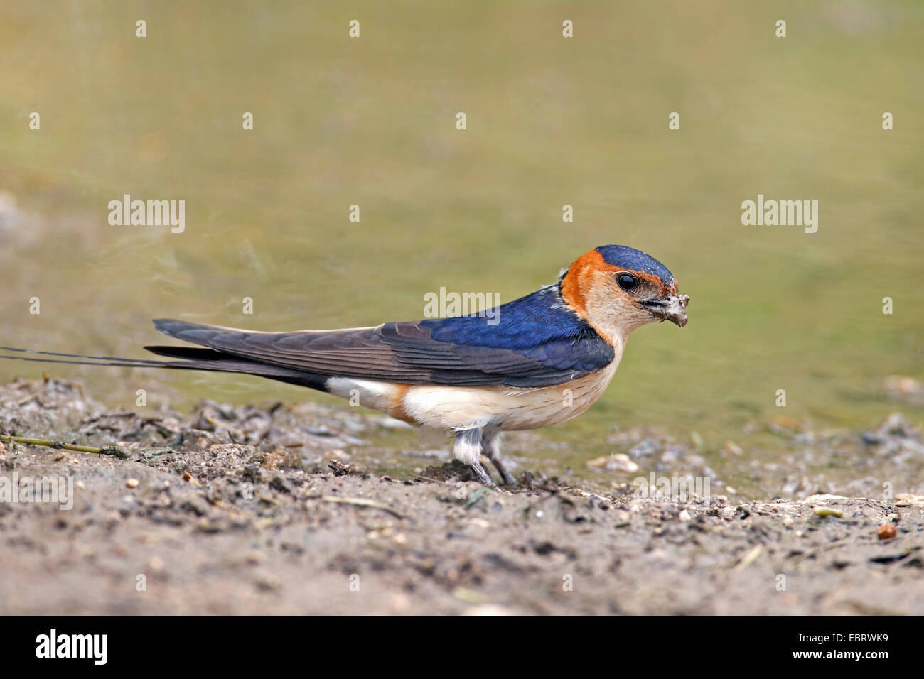 Rosso-rumped Swallow (Hirundo daurica), raccoglie il materiale di nidificazione a waterhole, Bulgaria Foto Stock