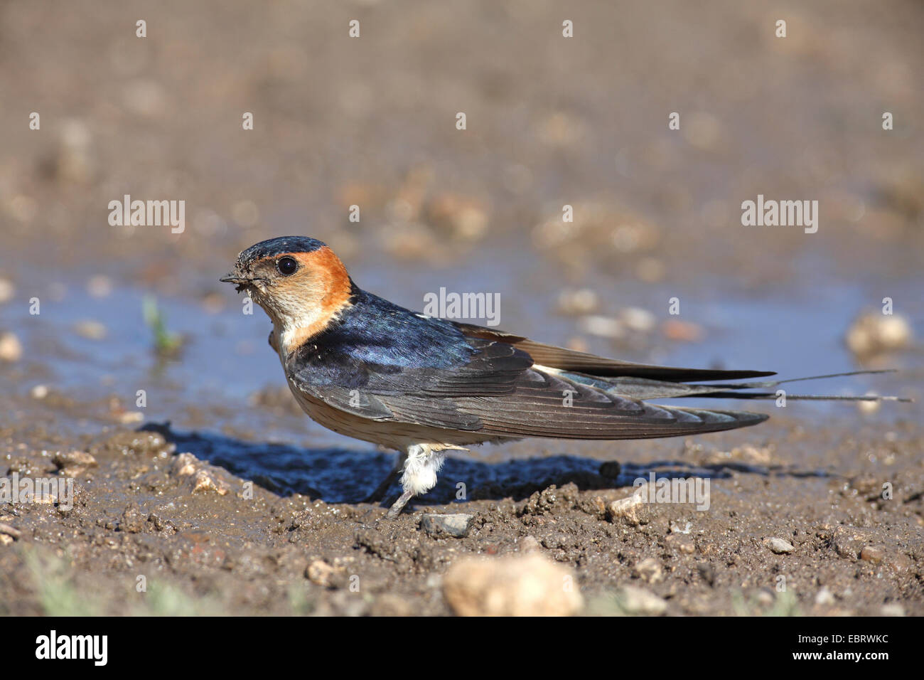Rosso-rumped Swallow (Hirundo daurica), raccoglie il materiale di nidificazione a waterhole, Bulgaria Foto Stock