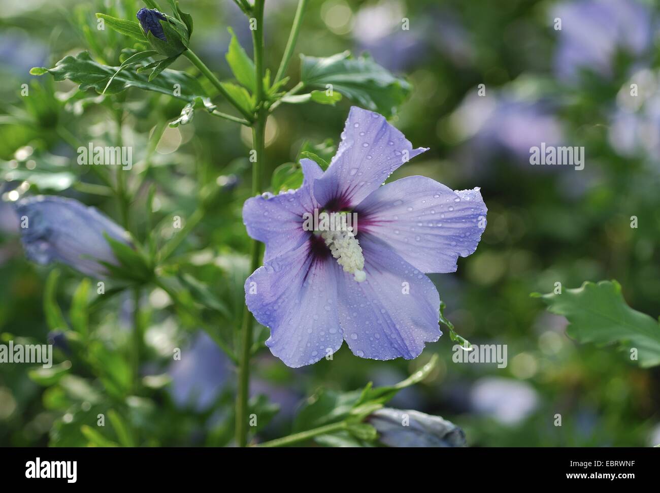 Arbustiva althaea, rose-di-Sharon (Hibiscus syriacus 'Blue Bird, Hibiscus syriacus uccello blu), cultivar Blue Bird, fioritura Foto Stock