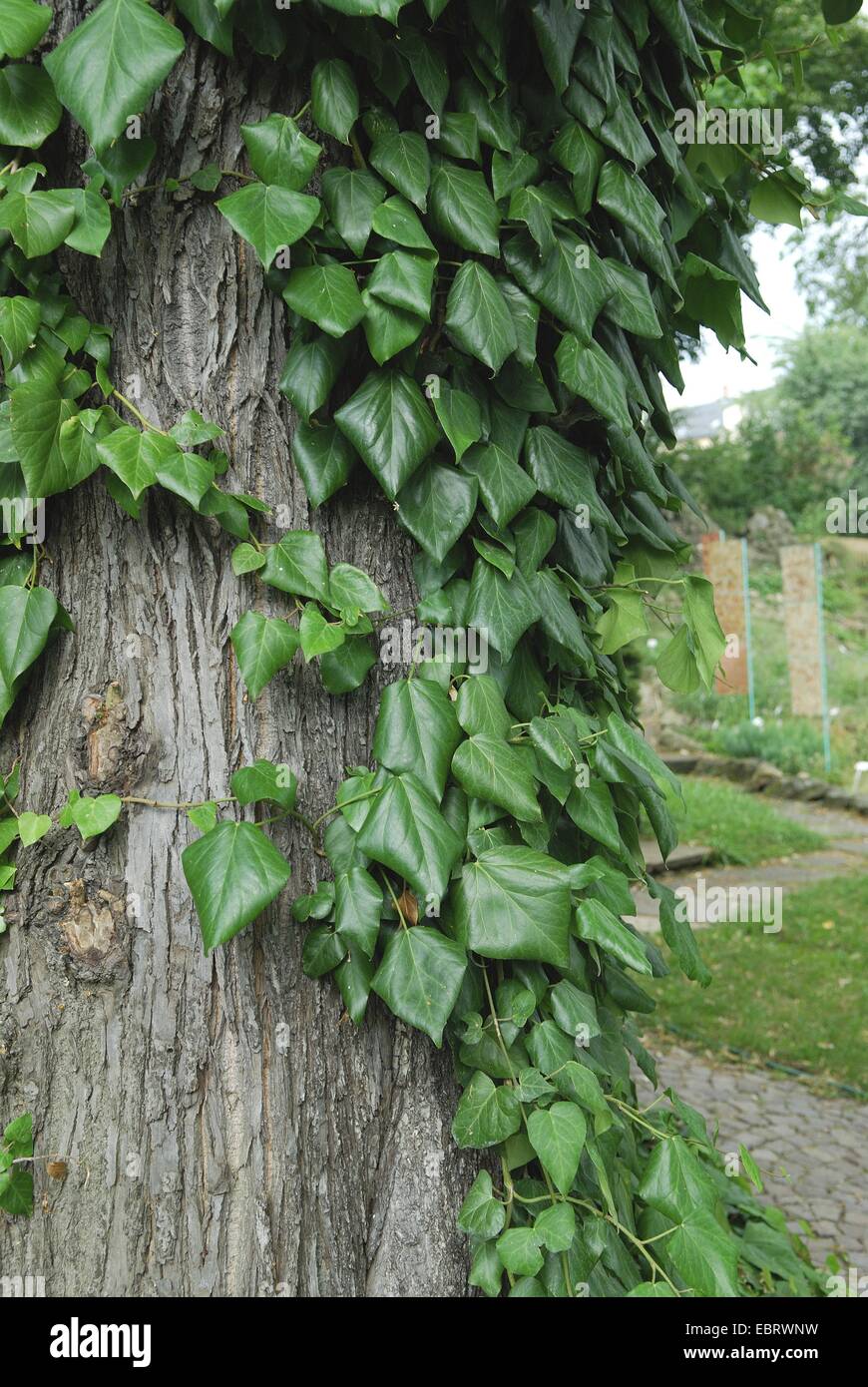 Il persiano edera (Hedera colchica), salendo su un albero Foto Stock