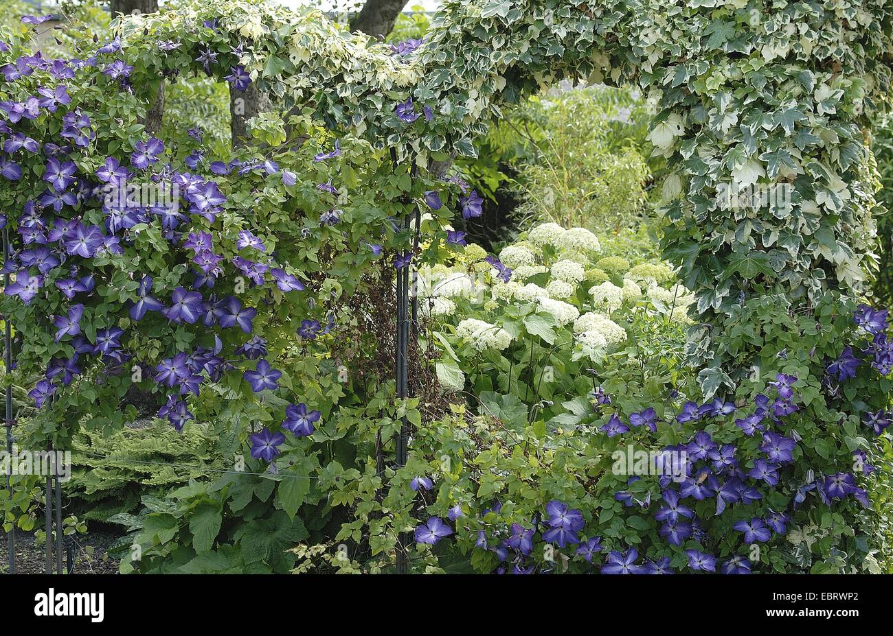 English ivy, comune edera (Hedera helix 'Glacier', Hedera helix Glacier), con la clematide ed ortensie Foto Stock