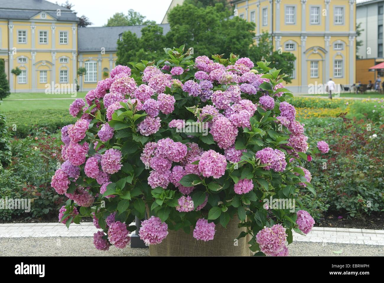 Giardino hydrangea, cappuccio in pizzo ortensia (Hydrangea macrophylla), in fiore nel parco di un castello Foto Stock