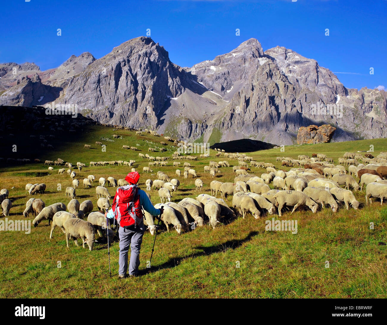 Gli animali domestici delle specie ovina (Ovis ammon f. aries), escursionista con il gregge di pecore a Massif des Cerces, mountain Thabor, Francia, Savoie, Hautes-Alpes, Briancon Valloire Foto Stock