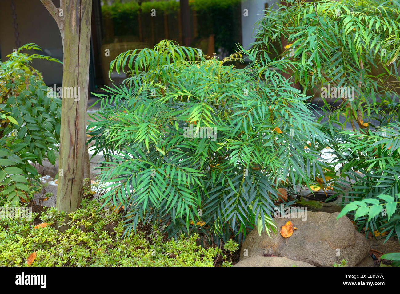 Uva Holly (Mahonia confusa) Foto Stock