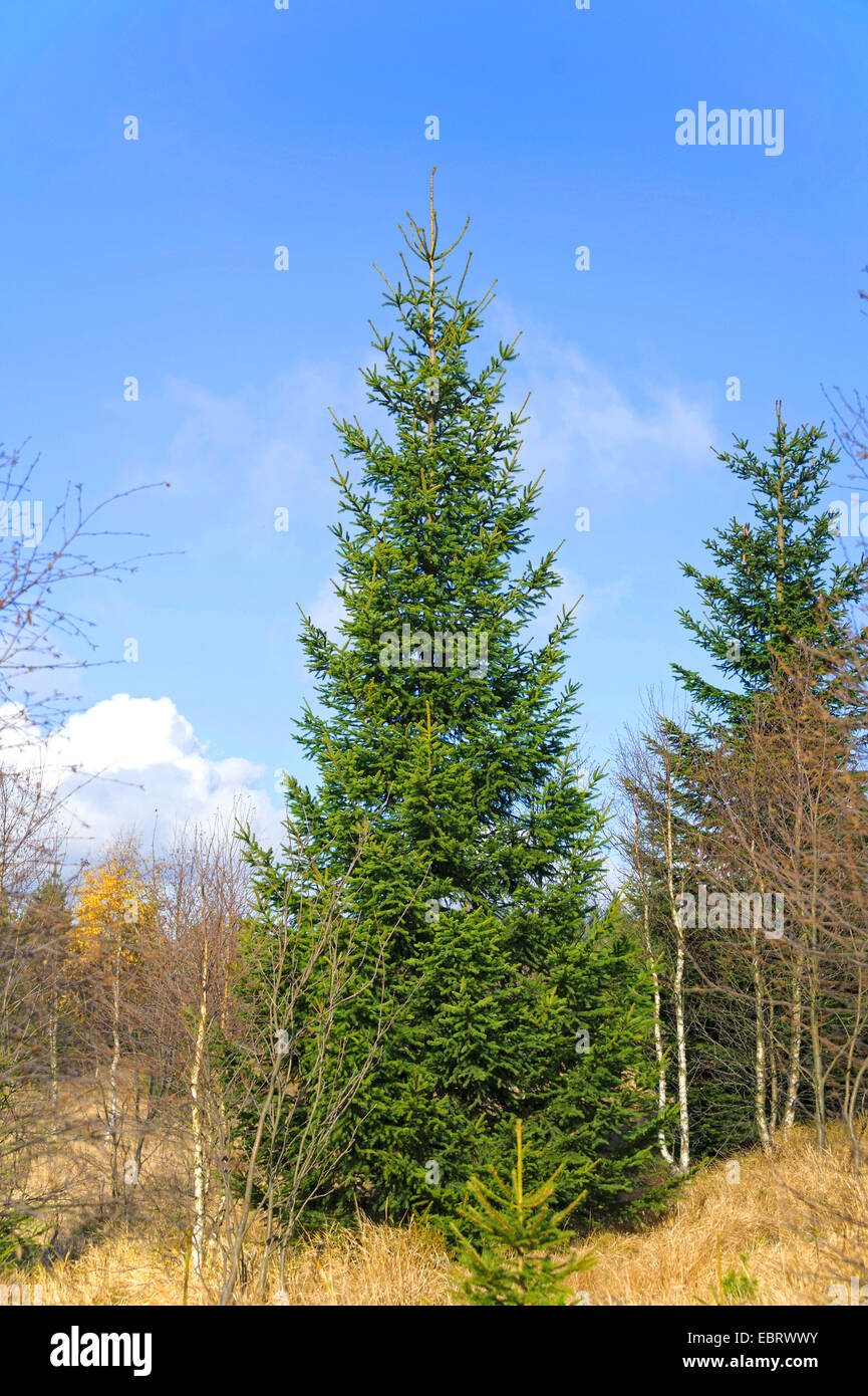 Abete (Picea abies), in Georgenfelder Hochmoor, in Germania, in Sassonia, Georgenfelder Hochmoor Foto Stock