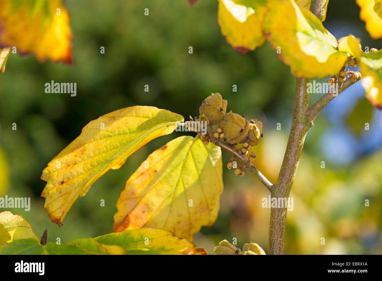 Amamelide, American strega-Hazel (Hamamelis Virginiana), il ramo con frutti in autunno Foto Stock