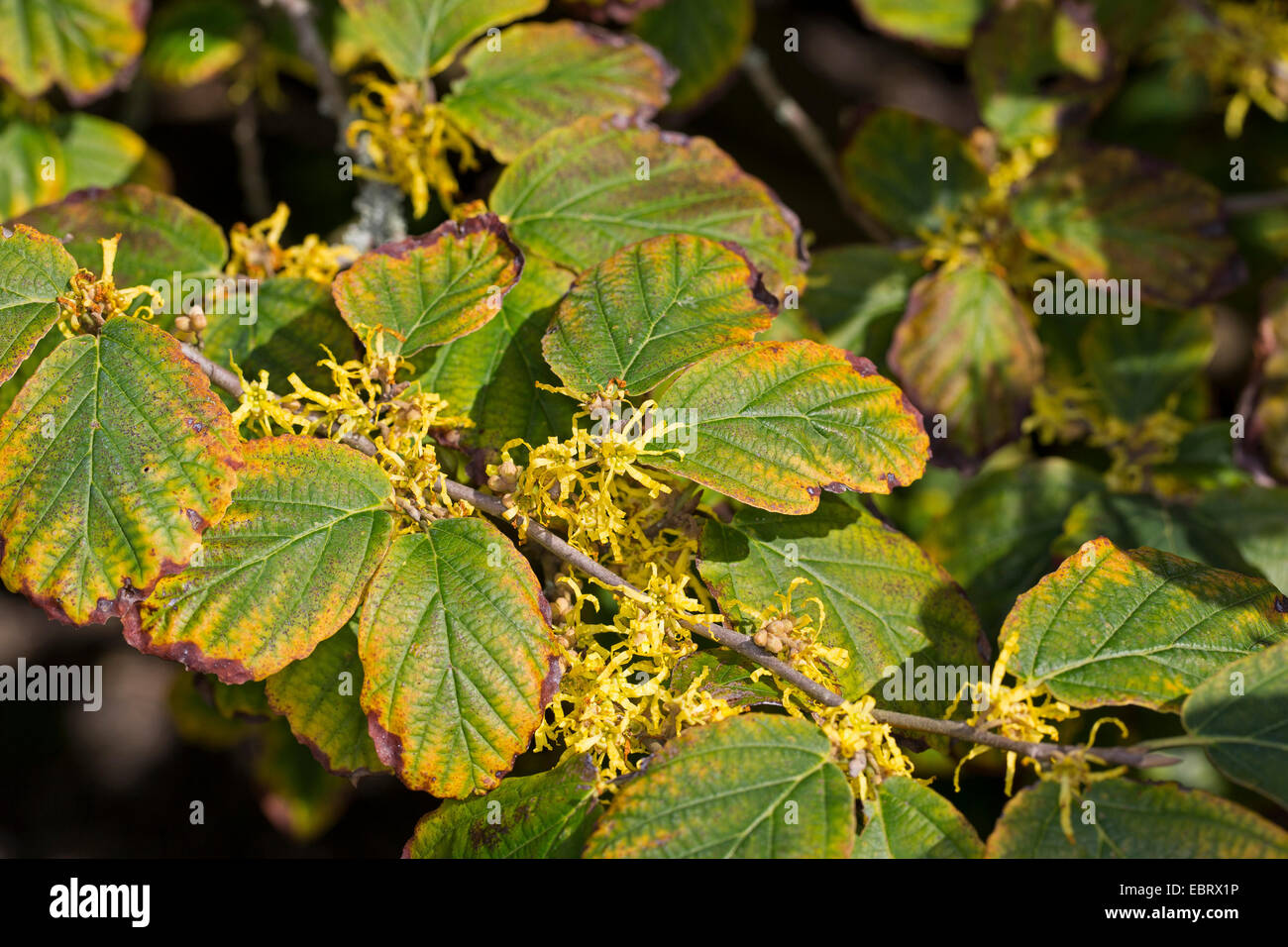Amamelide, American strega-Hazel (Hamamelis Virginiana), il ramo con fiori in autunno Foto Stock