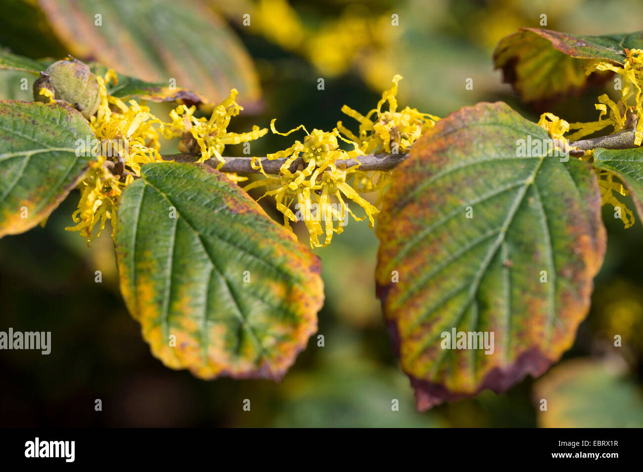 Amamelide, American strega-Hazel (Hamamelis Virginiana), il ramo con fiori in autunno Foto Stock