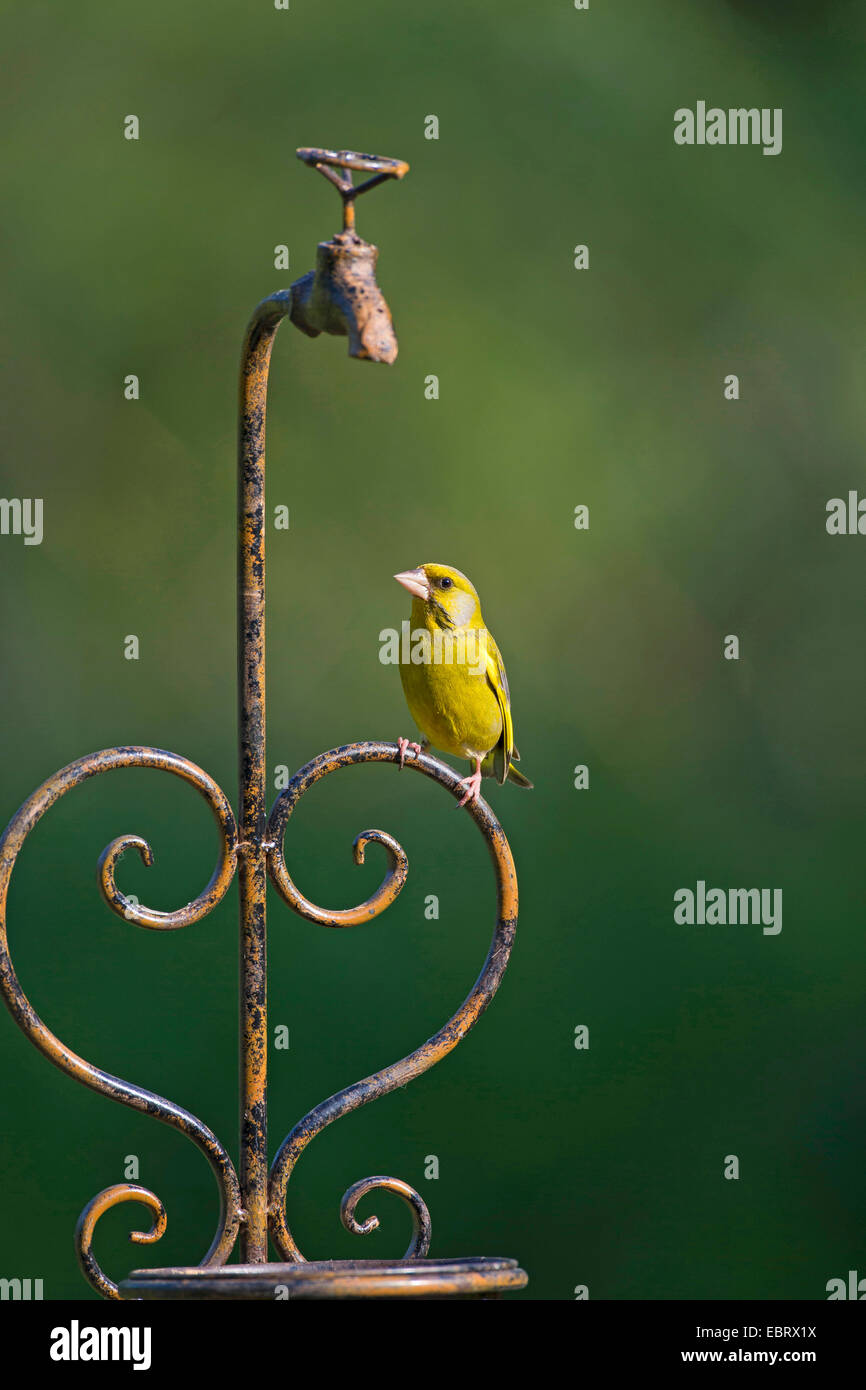 Western verdone (Carduelis chloris), seduti su giardino deco, Germania Foto Stock