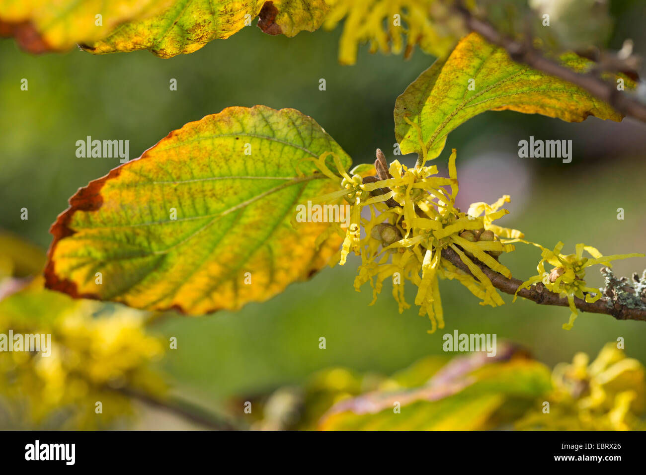 Amamelide, American strega-Hazel (Hamamelis Virginiana), il ramo con fiori in autunno Foto Stock