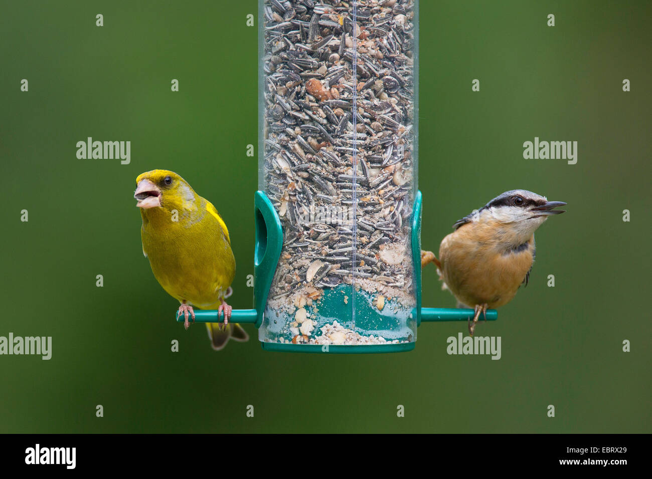 Western verdone (Carduelis chloris), verdone e il picchio muratore in corrispondenza di un alimentatore di birs, alimentando ad un pasto rinfusa tramoggia riempita di grani, Germania Foto Stock