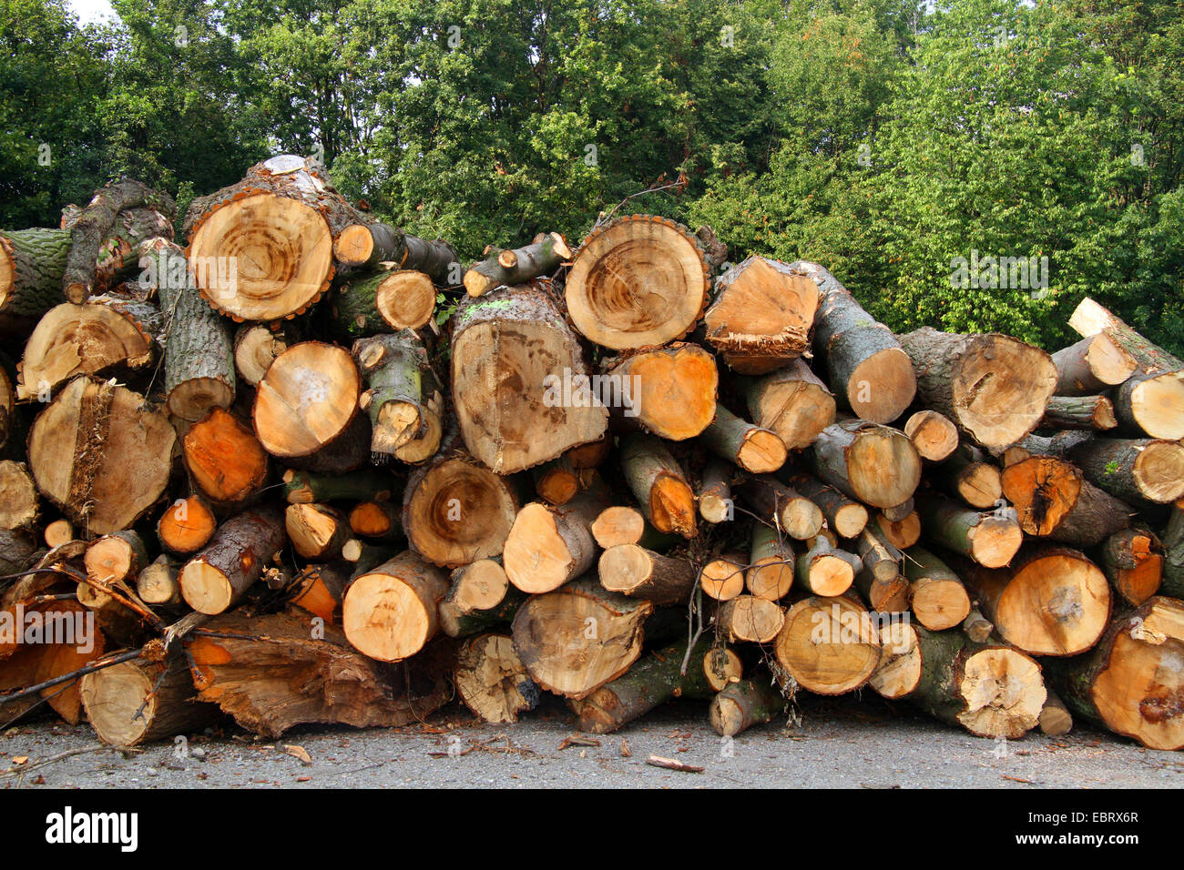Catasta di legno dopo la tempesta, in Germania, in Renania settentrionale-Vestfalia, la zona della Ruhr, Essen Foto Stock