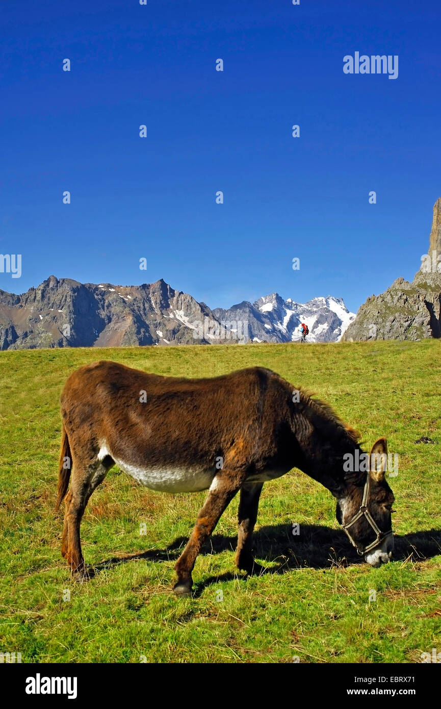 Asino domestico (Equus asinus asinus), pascolo a Massif des Cerces, massiccio degli Ecrins in background, Francia, Savoie , Hautes-Alpes, Briancon Valloire Foto Stock
