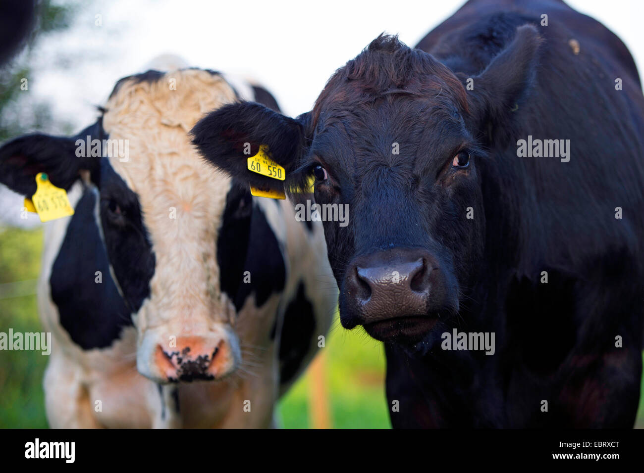 Gli animali domestici della specie bovina (Bos primigenius f. taurus), bovini su pascolo, etica della zootecnia, Germania, Schleswig-Holstein Foto Stock