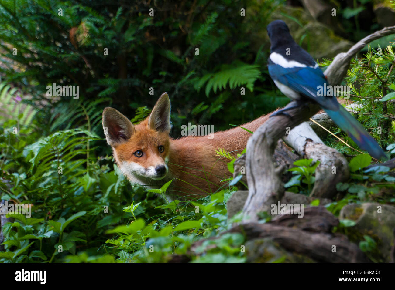 Red Fox (Vulpes vulpes vulpes), Fox cub guardando una gazza, Svizzera, Sankt Gallen, Rheineck Foto Stock