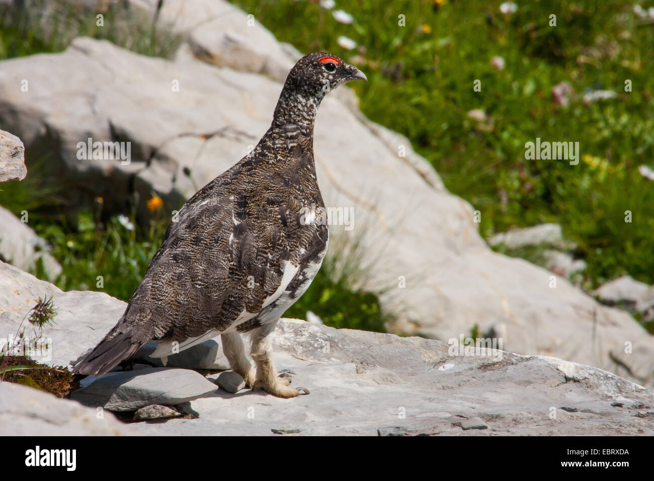 Pernice bianca, Neve di pollo (Lagopus mutus), maschio seduto in un prato, Svizzera, Toggenburgo, Chaeserrugg Foto Stock