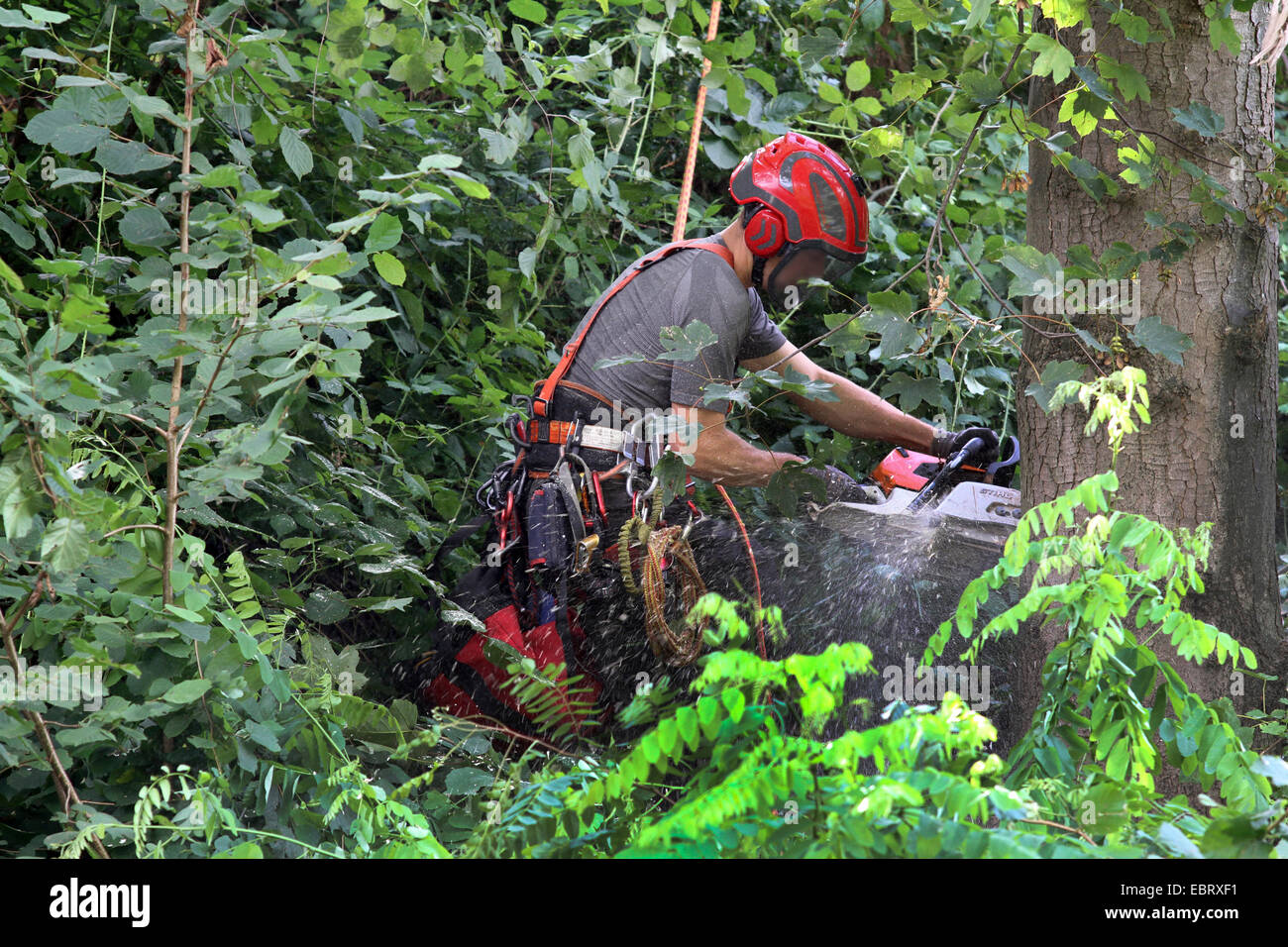 Lavoratore di legno tagliando un albero, Germania Foto Stock