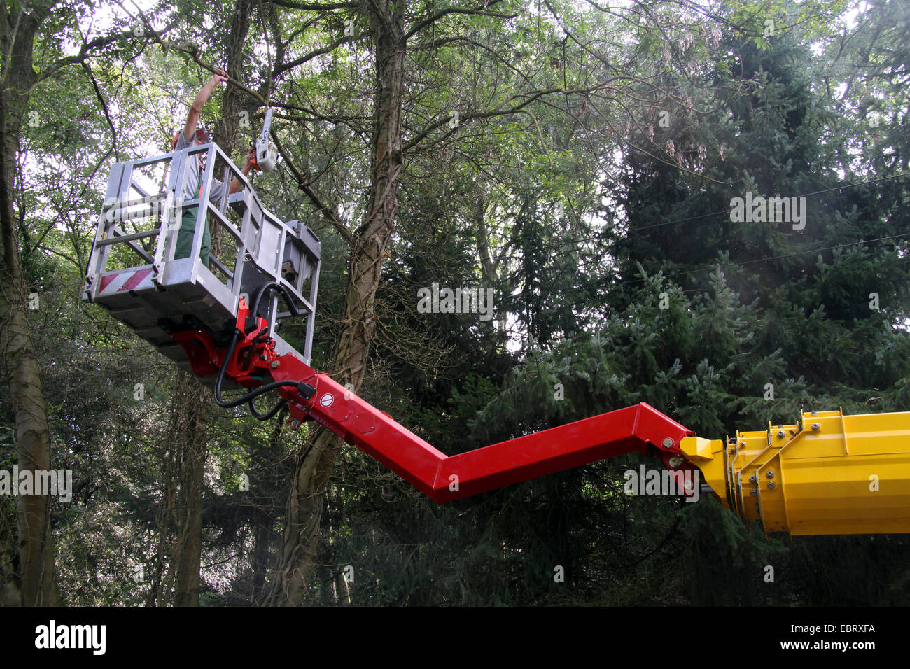 Lavori forestali con carrello elevatore banchine, Germania Foto Stock