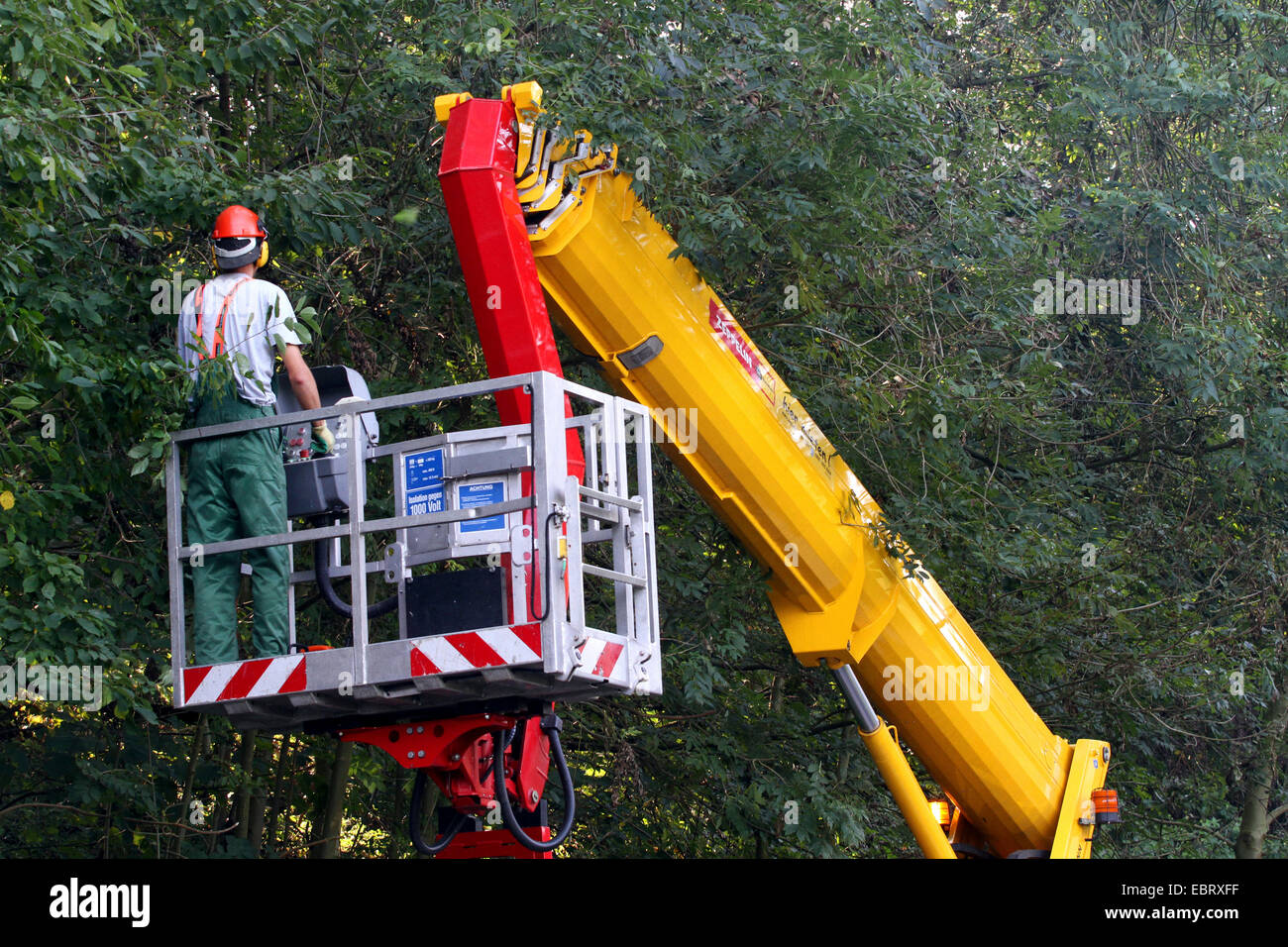 Lavori forestali con carrello elevatore banchine, Germania Foto Stock