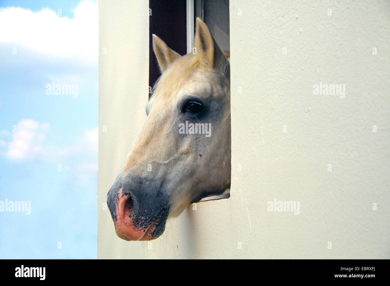 Cavallo andaluso (Equus przewalskii f. caballus), cavallo guardando fuori della finestra stabile Foto Stock