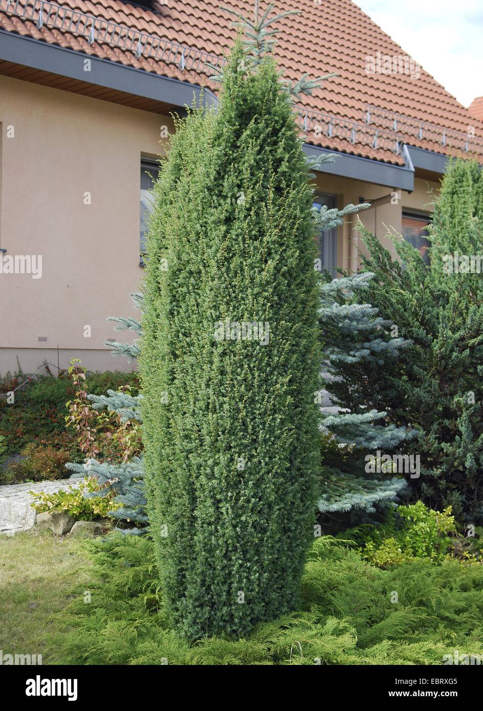 Il ginepro comune, massa ginepro (Juniperus communis 'Hibernica', Juniperus communis Hibernica), cultivar Hibernica in un cortile anteriore Foto Stock