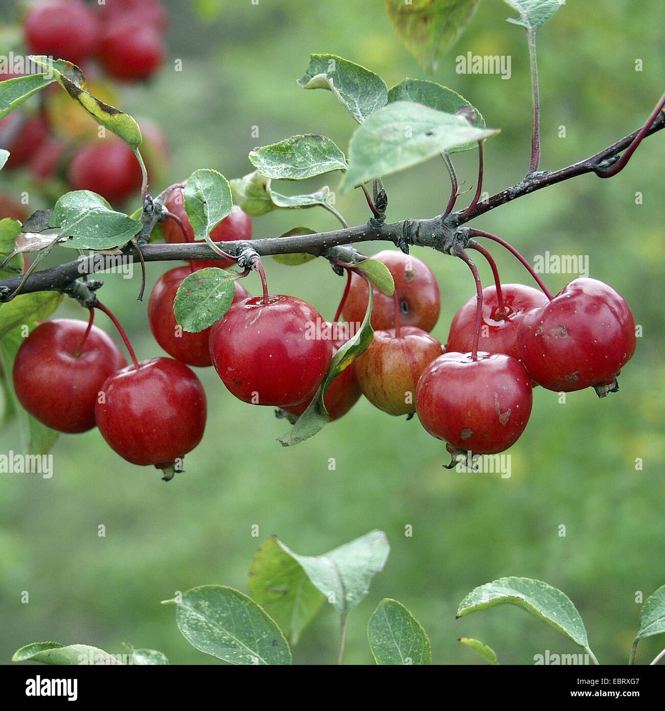 Crab Apple tree (Malus 'Evereste', Malus Evereste), cultivar Evereste con frutti Foto Stock