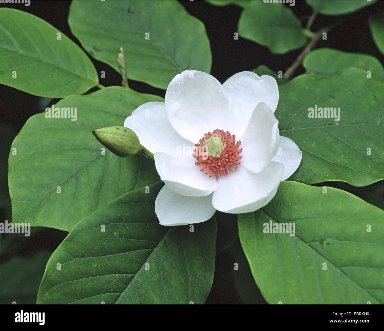 Siebold della magnolia, Oyarna Magnolia (Magnolia sieboldii), fiore Foto Stock