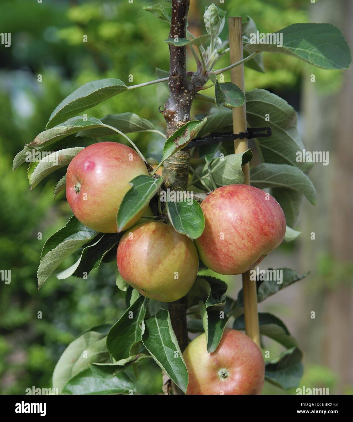 Melo (Malus domestica "Fire Dance", Malus domestica Danza del Fuoco), cultivar Danza del fuoco, le mele su un albero Foto Stock