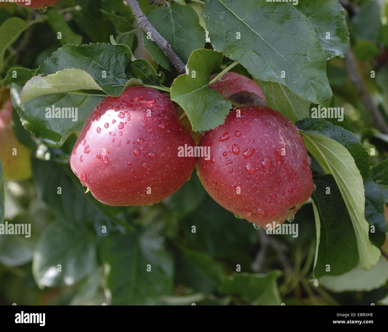 Melo (Malus domestica 'Saturn', Malus domestica Saturno), cultivar Saturno, le mele su un albero Foto Stock