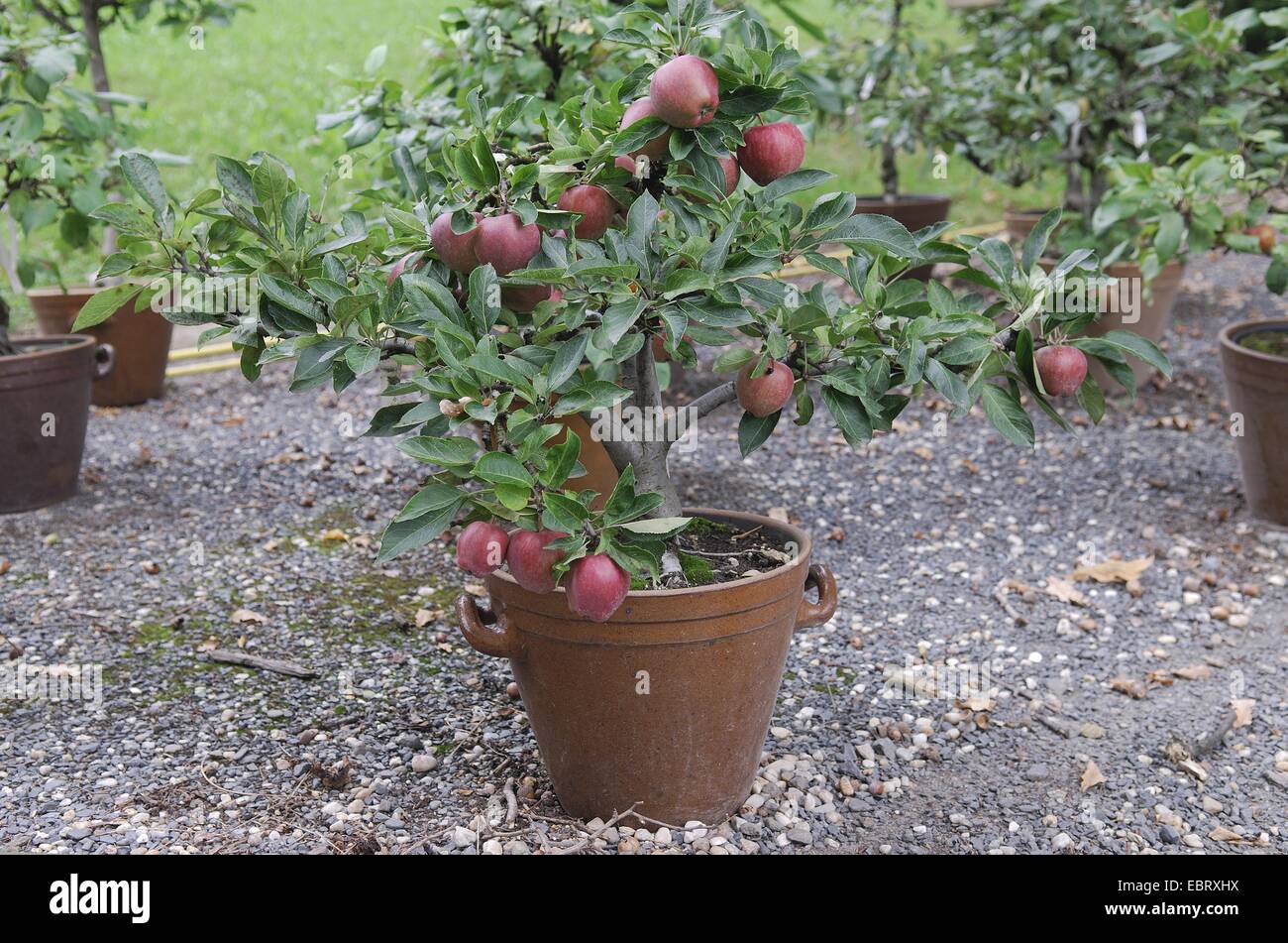 Melo (Malus domestica " Red sperone', Malus domestica sperone rosso), cultivar Red Sperone, mele su un albero Foto Stock