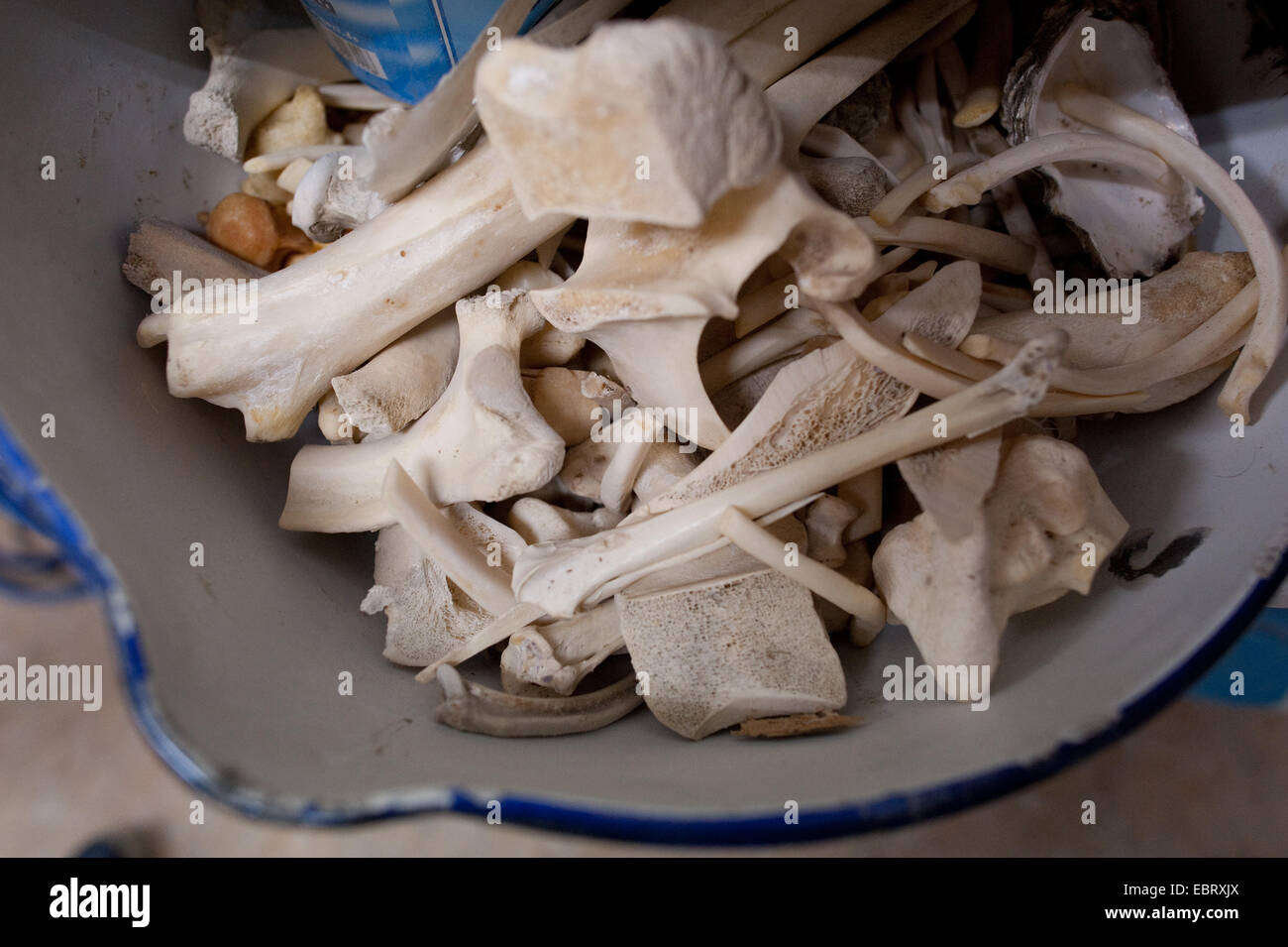 Una ciotola con le ossa di animali nell'atelier dell'artista Iris Schieferstein. Foto Stock