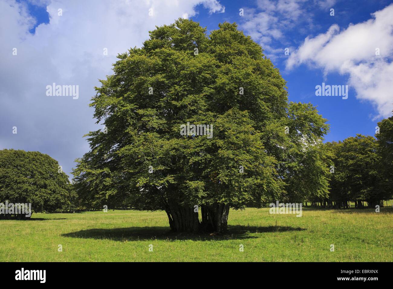 Comune di faggio (Fagus sylvatica), diversi faggi come alberi del parco, Svizzera, Neuchâtel Foto Stock