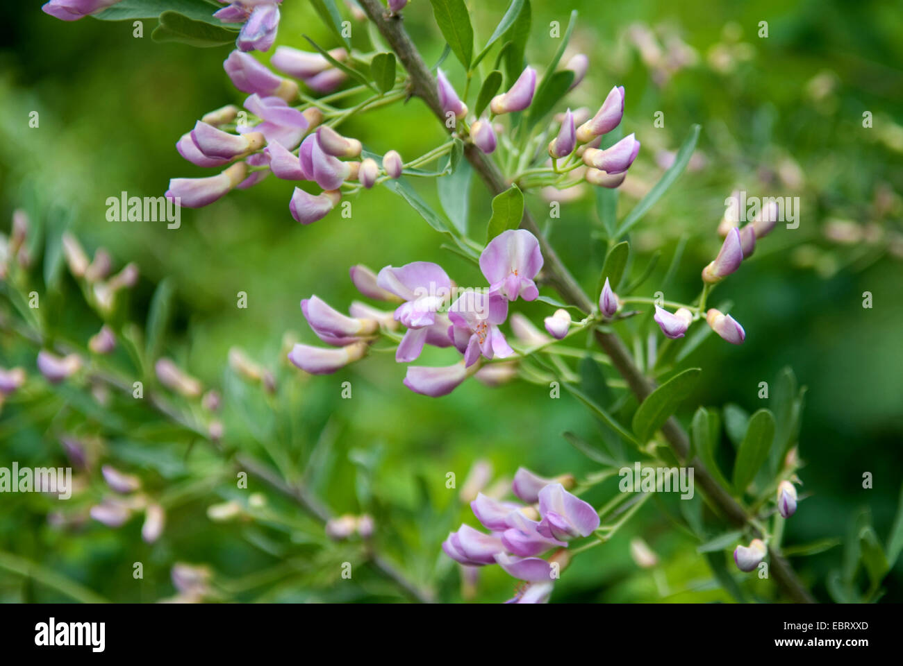 Sale comune albero, sale russo tree (Halimodendron halodendron), fioritura Foto Stock