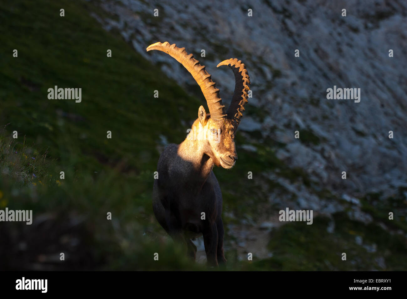 Stambecco delle Alpi (Capra ibex, Capra ibex ibex), ibix nella luce della sera al delle alpi svizzere, Svizzera, Alpstein, Altmann Foto Stock