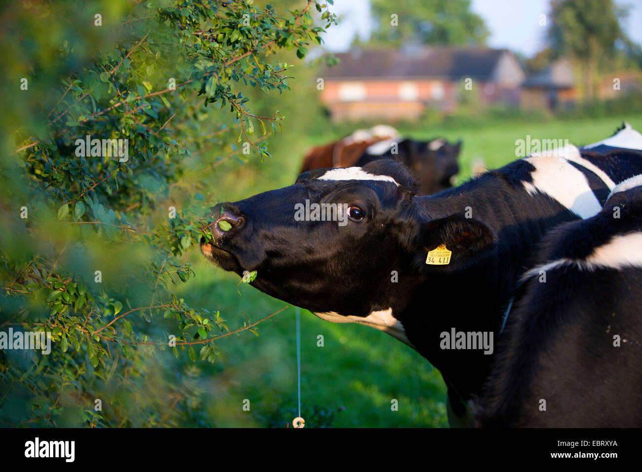 Gli animali domestici della specie bovina (Bos primigenius f. taurus), mangiare da una siepe, Germania, Schleswig-Holstein Foto Stock