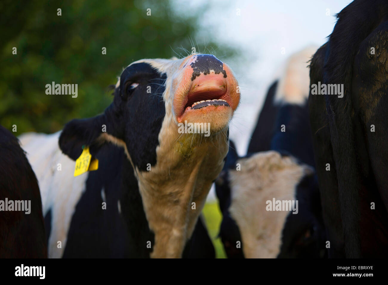Gli animali domestici della specie bovina (Bos primigenius f. taurus), mooing, Germania, Schleswig-Holstein Foto Stock