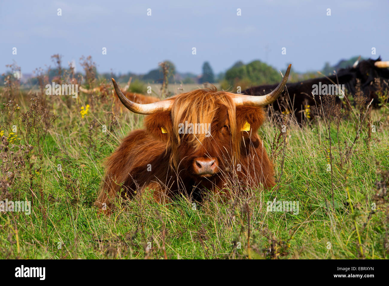 Highland scozzesi bovini (Bos primigenius f. taurus), giacente su un pascolo, Germania, Schleswig-Holstein Foto Stock
