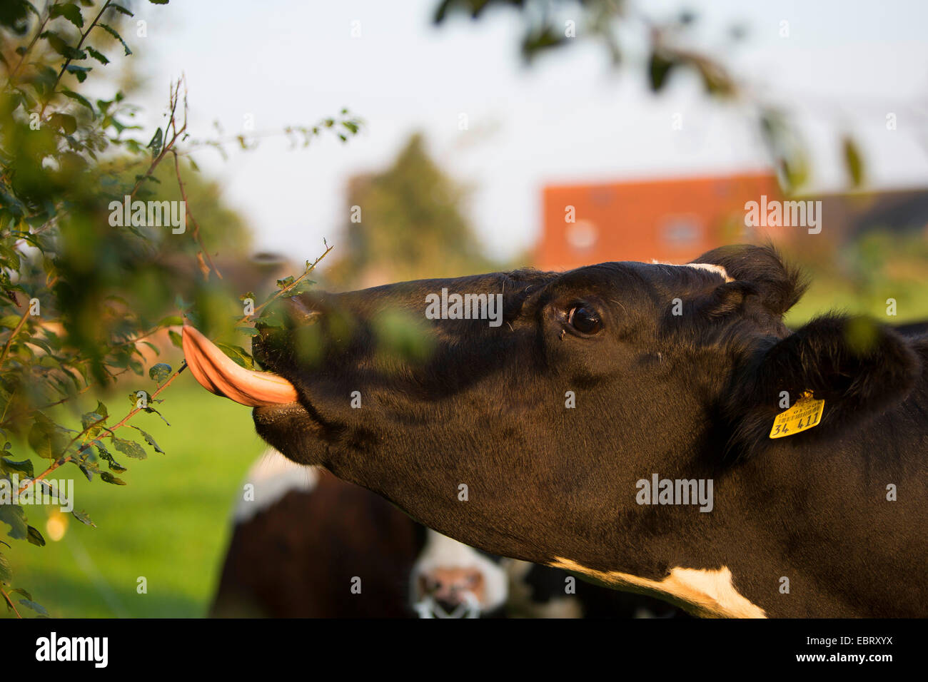 Gli animali domestici della specie bovina (Bos primigenius f. taurus), mangiare da una siepe, Germania, Schleswig-Holstein Foto Stock