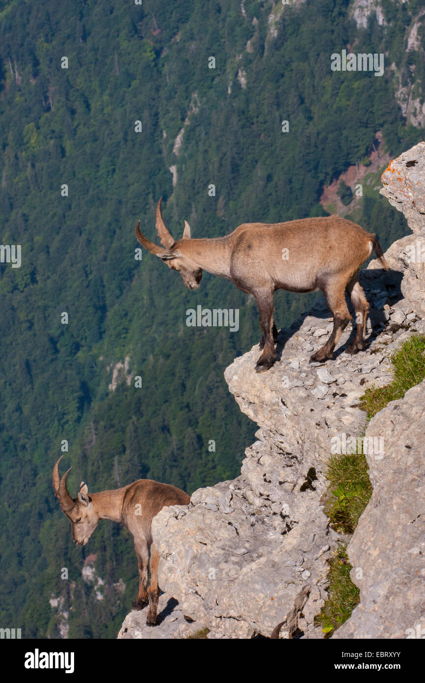 Stambecco delle Alpi (Capra ibex, Capra ibex ibex), due giovani stambecchi stand su cenge e guardare nella valle, Svizzera, Toggenburgo, Chaeserrugg Foto Stock