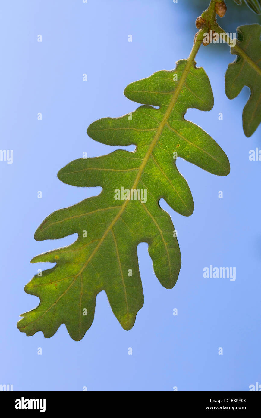 Pirenei quercia (Quercus pyrenaica), foglia contro il cielo blu Foto Stock