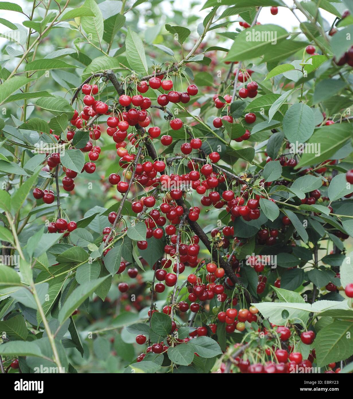 Nana, ciliegia marasca, di ciliege acide (Prunus cerasus 'Scharoe', Prunus cerasus Scharoe), cultivar Scharoe Foto Stock